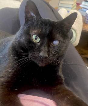 Trusty Trinket -  Domestic Short Hair Cat for Adoption in Alexandria, Virginia - Trusty Trinket | PetCurious