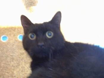 OPAL -  Domestic Short Hair Cat for Adoption in Albuquerque, New Mexico - OPAL | PetCurious