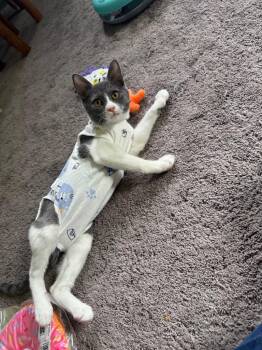 Pebble -  Domestic Short Hair Cat for Adoption in Hot Springs, Arkansas - Pebble | PetCurious