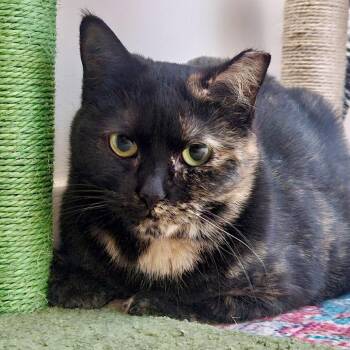 Petunia -  Domestic Short Hair Cat for Adoption in Gibsonia, Pennsylvania - Petunia | PetCurious