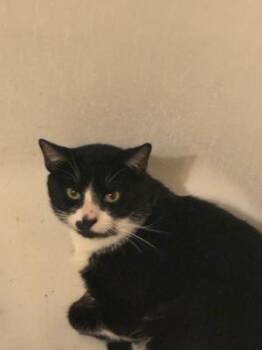 Sylvie -  Extra Toes Cat Hemingway Polydactyl and Tuxedo Cat for Adoption in Beverly Hills, California - Sylvie | PetCurious