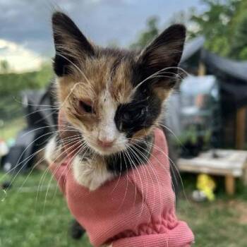Elmira -  Domestic Short Hair Cat for Adoption in Rocky Mount, Virginia - Elmira | PetCurious