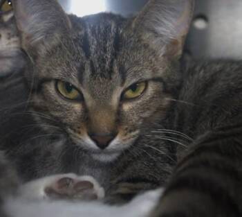 Vlasic -  Domestic Short Hair Cat for Adoption in Brunswick, Georgia - Vlasic | PetCurious