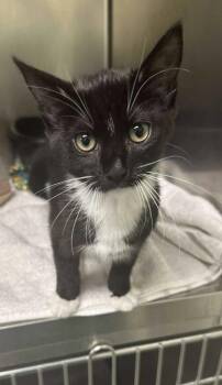 Rescue Domestic Short Hair Cats for Adoption in Annapolis, Maryland - Esmeralda | PetCurious
