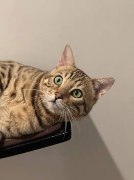 Rescue Bengal Cats for Adoption in Oakland, California - Raja (bonded With Cooper) | PetCurious
