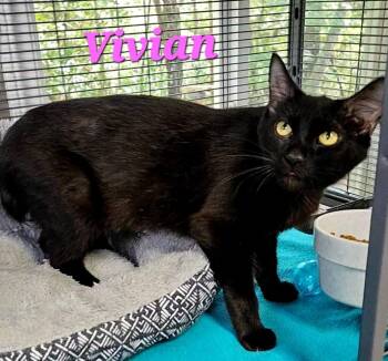 Vivian -  American Bobtail Cat for Adoption in Macon, Georgia - Vivian | PetCurious