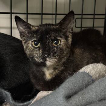 Bo Peep -  Domestic Short Hair Cat for Adoption in Syracuse, New York - Bo Peep | PetCurious