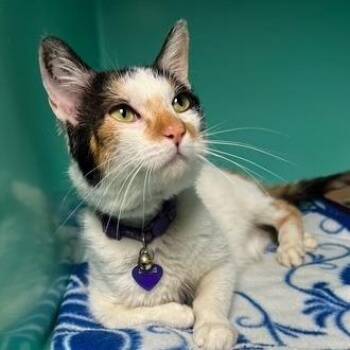 Domestic Short Hair Cats Available for Adoption in Owosso, Michigan - Primrose | PetCurious