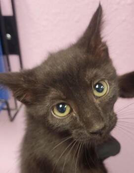 Domestic Short Hair Cats Available for Adoption in El Paso, Texas - Sena | PetCurious