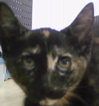 Domestic Short Hair Cats Available for Adoption - Pattycake | PetCurious