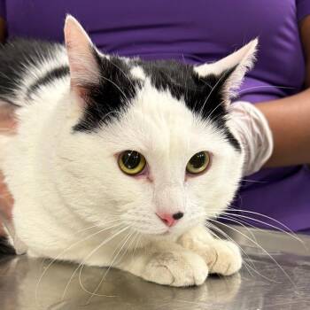 Domestic Short Hair Cats Available for Adoption in Newark, New Jersey - Cal | PetCurious