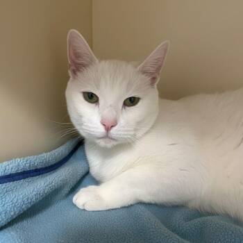 Snow -  Domestic Short Hair Cat for Adoption in Elyria, Ohio - Snow | PetCurious