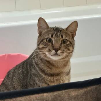 Toesty -  Domestic Short Hair Cat for Adoption in Houston, Texas - Toesty | PetCurious