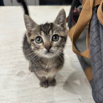 Rescue Domestic Long Hair Cats for Adoption in Dallas, Texas - Bubbles | PetCurious