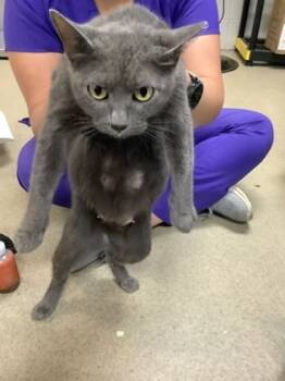 Rescue Domestic Short Hair Cats for Adoption in Fort Worth, Texas - Mara | PetCurious