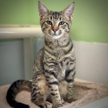 Domestic Short Hair Cats Available for Adoption - Good Sam | PetCurious