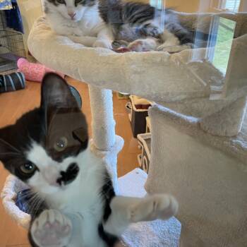 Kittens -  Domestic Short Hair Cat for Adoption in Wells, Maine - Kittens | PetCurious