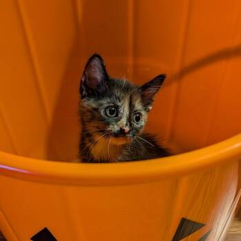 Morticia -  Domestic Short Hair Cat for Adoption in Sunnyvale, California - Morticia | PetCurious