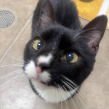 Domestic Short Hair Cats Available for Adoption - Junior | PetCurious