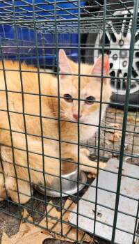 Shutt #16 -  Domestic Short Hair Cat for Adoption in Cromwell, Kentucky - Shutt #16 | PetCurious