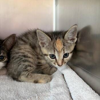 Dolly -  Domestic Short Hair Cat for Adoption in Council Bluffs, Iowa - Dolly | PetCurious