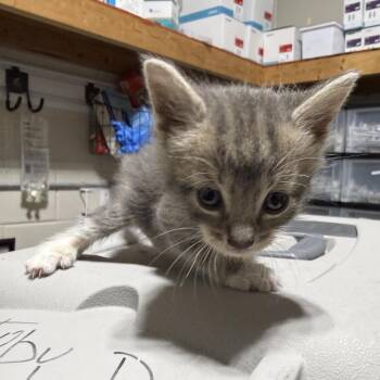 Oakheart -  Domestic Short Hair Cat for Adoption in Milton, Florida - Oakheart | PetCurious