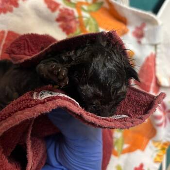 Dolly -  Domestic Short Hair Cat for Adoption in Pasadena, California - Dolly | PetCurious