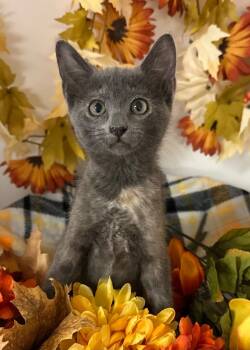 Rescue Domestic Short Hair Cats for Adoption in Stillwater, Oklahoma - 8/25/25 - Tibbles | PetCurious