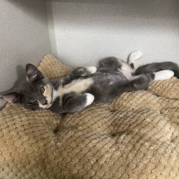 Rescue Domestic Short Hair Cats for Adoption in Lakewood, California - Diana | PetCurious