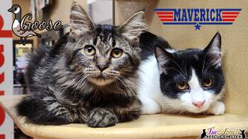 Rescue Domestic Long Hair and Domestic Short Hair Cats for Adoption in Ottawa Hills, Ohio - Goose & Maverick | PetCurious