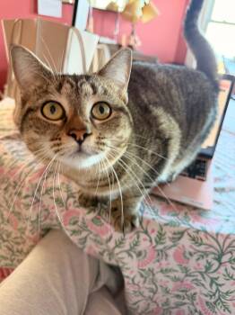 Princess -  Domestic Short Hair Cat for Adoption in Melrose, Massachusetts - Princess | PetCurious