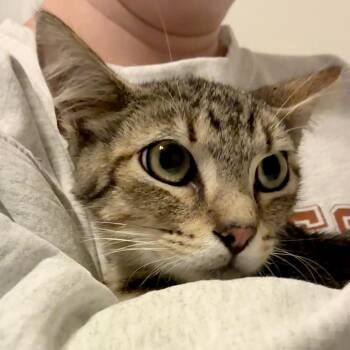 Wasabi -  Domestic Short Hair Cat for Adoption in Titusville, Florida - Wasabi | PetCurious