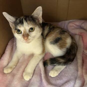 Noel - had a rough start at life but now ready to love and be lo -  Calico Cat for Adoption in Lemoyne, Pennsylvania - Noel - Had A Rough Start At Life But Now Ready To Love And Be Lo | PetCurious