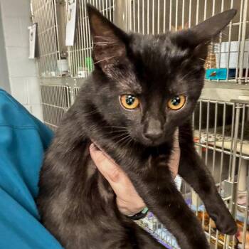 A&M: Agnes -  Domestic Short Hair Cat for Adoption in Falls Church, Virginia - A&M: Agnes | PetCurious