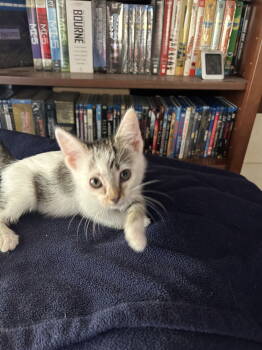 Rescue Domestic Short Hair Cats for Adoption in San Jose, California - Rogue (Courtesy Post) | PetCurious