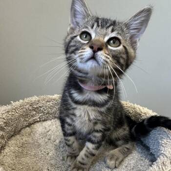 JK -  Domestic Short Hair Cat for Adoption in Puslinch, Ontario - JK | PetCurious