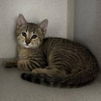-Trevor -  Tabby and Domestic Short Hair Cat for Adoption in Red Bluff, California - -Trevor | PetCurious