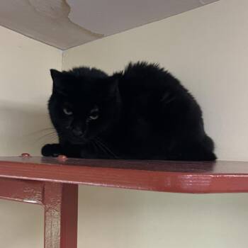 Domestic Short Hair Cats Available for Adoption in Bedford, New Hampshire - Troubles | PetCurious