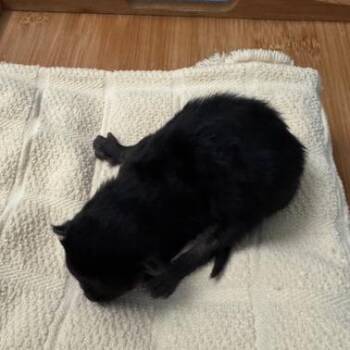 M&O: M&M -  Domestic Short Hair Cat for Adoption in Falls Church, Virginia - M&O: M&M | PetCurious