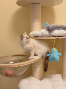 Aspen -  Siamese Cat for Adoption in San Jose, California - Aspen | PetCurious