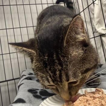 Skull -  Domestic Short Hair Cat for Adoption in Normal, Illinois - Skull | PetCurious