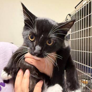 Eeyore -  Domestic Short Hair Cat for Adoption in Cody, Wyoming - Eeyore | PetCurious