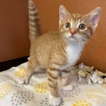 Honey -  Domestic Short Hair Cat Available for Adoption in Rochester, Minnesota - Honey | PetCurious