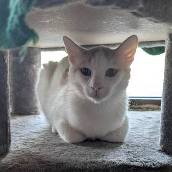 Orangie -  Domestic Short Hair Cat for Adoption in Chico, California - Orangie | PetCurious