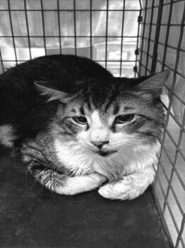 MISCHIEF -  Domestic Medium Hair Cat for Adoption in Las Vegas, Nevada - MISCHIEF | PetCurious