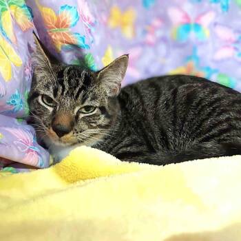 Domestic Short Hair Cats Available for Adoption - Greg Brady | PetCurious