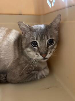 Ruckus -  Domestic Short Hair Cat for Adoption in Thousand Oaks, California - Ruckus | PetCurious
