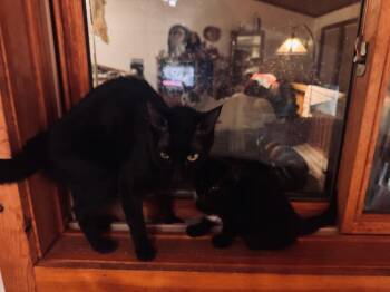 Domestic Short Hair Cats Available for Adoption in Lafayette, Colorado - Pyewacket (Previously Baby Girl) | PetCurious