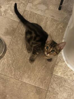Clark -  Domestic Short Hair Cat for Adoption in Greensboro, North Carolina - Clark | PetCurious