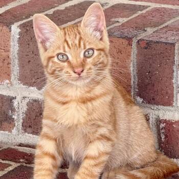 Simon -  Domestic Short Hair Cat for Adoption in Gastonia, North Carolina - Simon | PetCurious